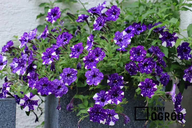 Petunia 'Night Sky' - zdjęcie 5