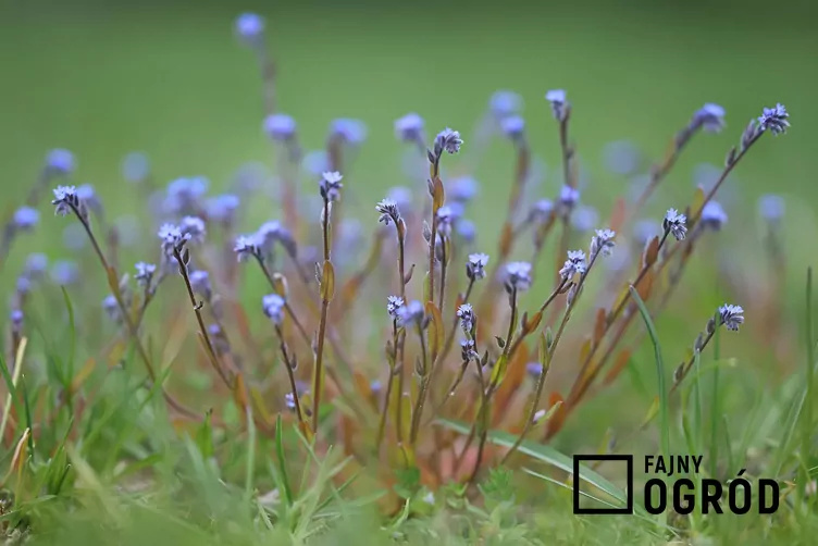 Niezapominajka piaskowa