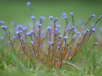 Ilustracja rośliny niezapominajka piaskowa