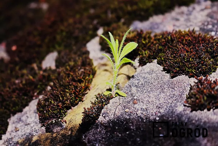 Niezapominajka piaskowa