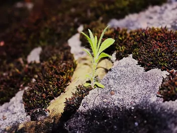 Niezapominajka piaskowa - zdjęcie 2