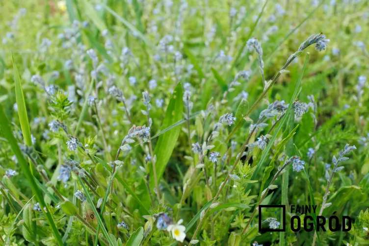 Niezapominajka piaskowa