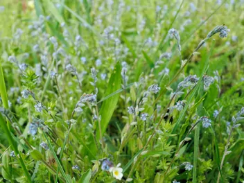 Niezapominajka piaskowa - zdjęcie 3