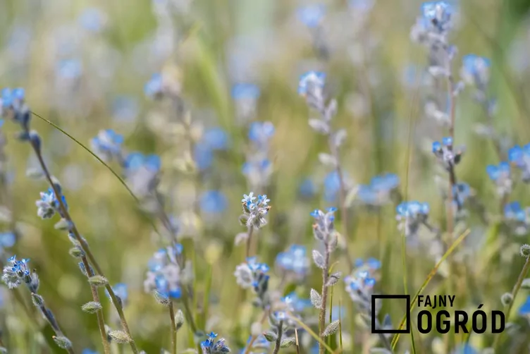 Niezapominajka piaskowa