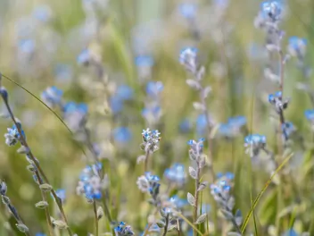 Niezapominajka piaskowa - zdjęcie 4