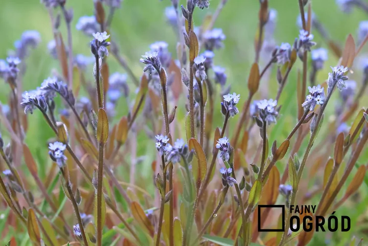 Niezapominajka piaskowa - zdjęcie 5