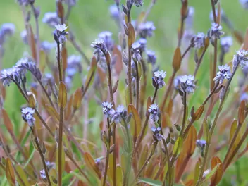 Niezapominajka piaskowa - zdjęcie 5
