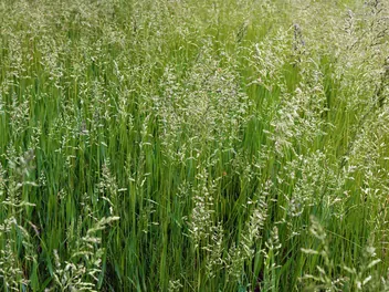 Kostrzewa łąkowa - zdjęcie 2