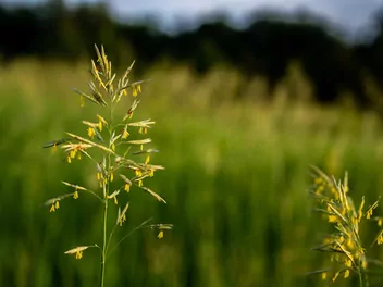 Kostrzewa łąkowa - zdjęcie 3