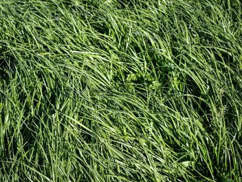 Kostrzewa łąkowa - zdjęcie 4