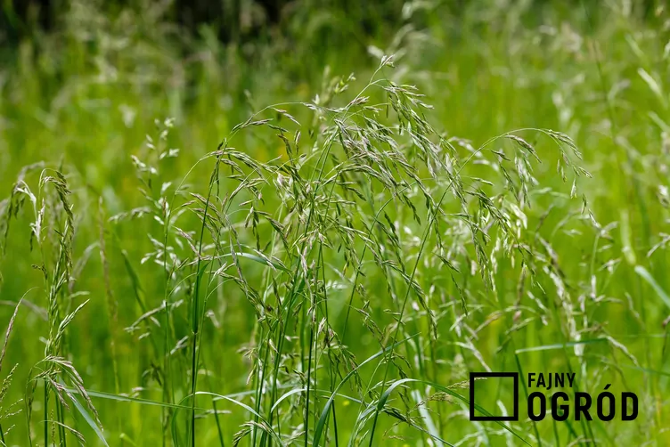 Kostrzewa łąkowa - zdjęcie 5