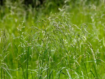 Kostrzewa łąkowa - zdjęcie 5