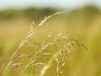 Ilustracja rośliny kostrzewa łąkowa