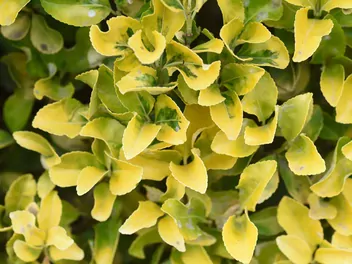 Bukszpan wieczniezielony 'Rotundifolia Aurea' - zdjęcie 2