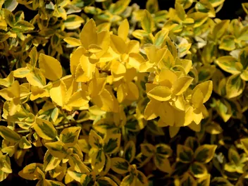 Bukszpan wieczniezielony 'Rotundifolia Aurea' - zdjęcie 3