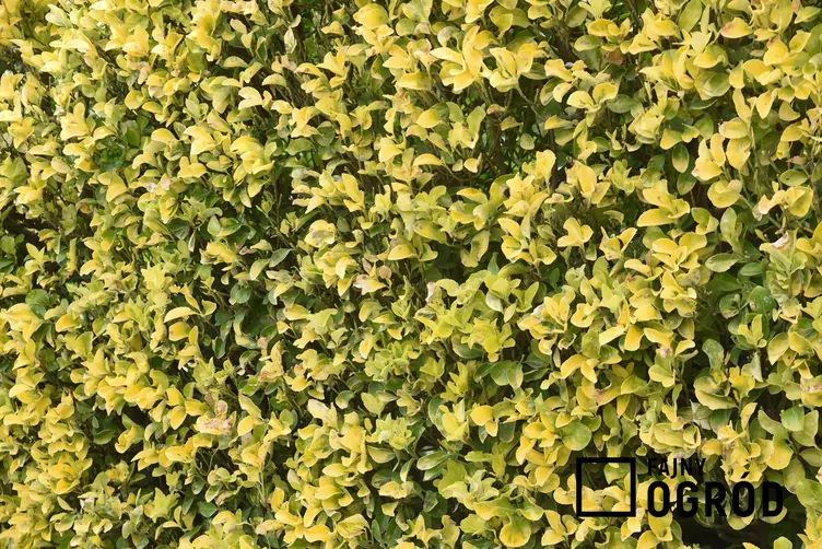 Bukszpan wieczniezielony 'Rotundifolia Aurea'