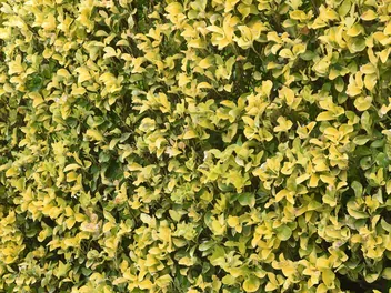 Bukszpan wieczniezielony 'Rotundifolia Aurea' - zdjęcie 4