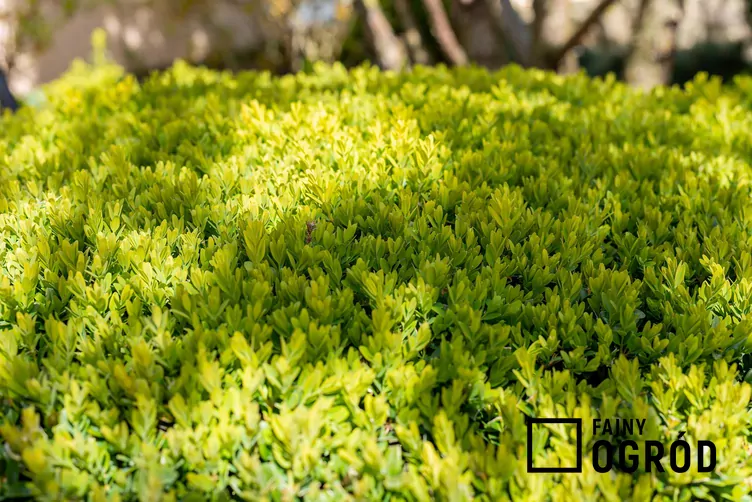 Bukszpan wieczniezielony 'Rotundifolia Aurea' - zdjęcie 5