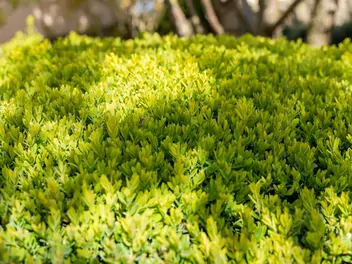 Bukszpan wieczniezielony 'Rotundifolia Aurea' - zdjęcie 5