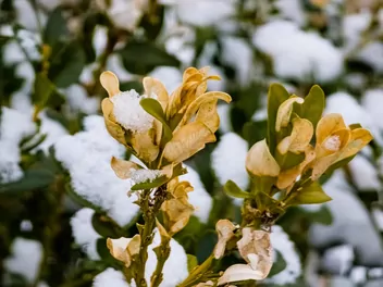 Ilustracja rośliny bukszpan wieczniezielony 'rotundifolia aurea'