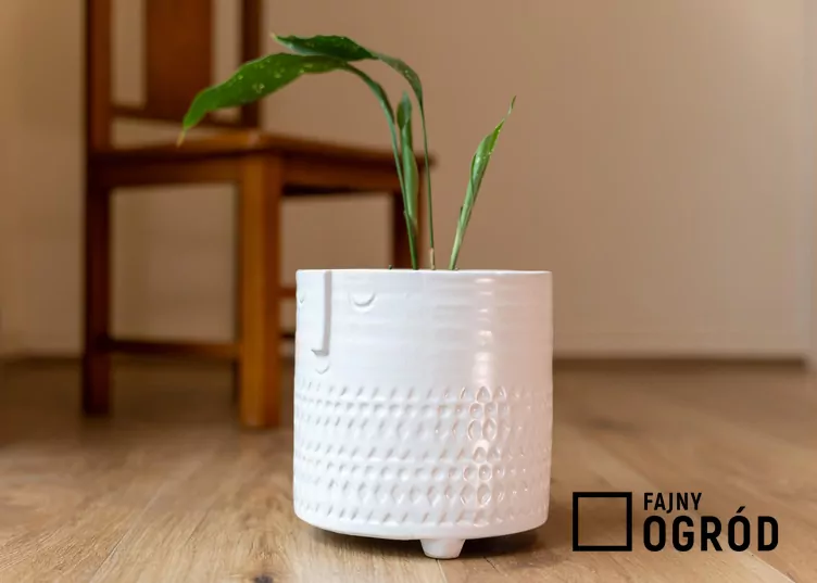 Aspidistra milky way Aspidistra milky way