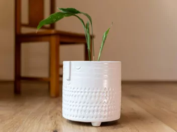 Aspidistra wyniosła 'Milky Way' - zdjęcie 2
