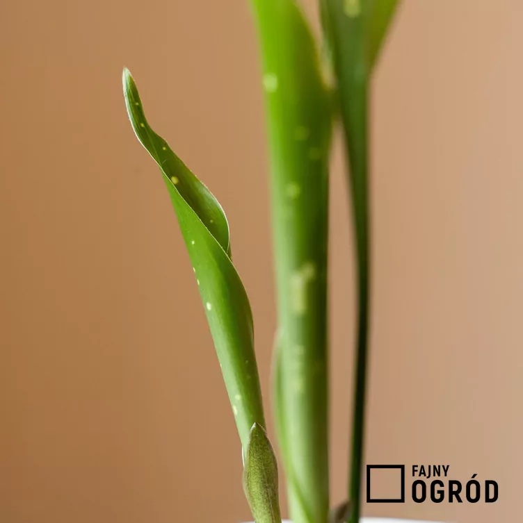 Aspidistra wyniosła 'Milky Way' Aspidistra wyniosła 'Milky Way'