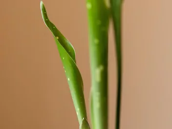 Aspidistra wyniosła 'Milky Way' - zdjęcie 3