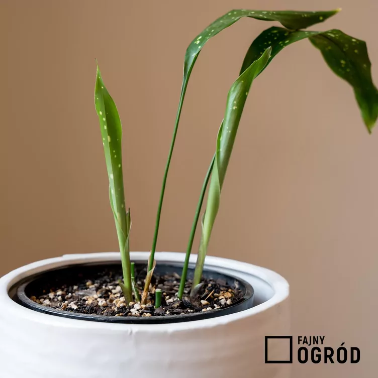 Aspidistra wyniosła 'Milky Way' Aspidistra wyniosła 'Milky Way'