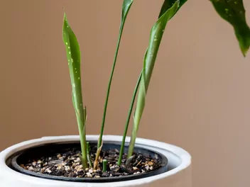 Aspidistra wyniosła 'Milky Way' - zdjęcie 4