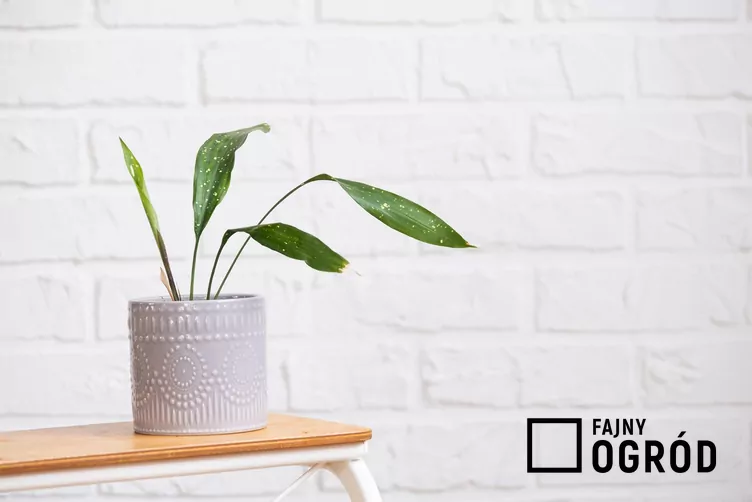 Aspidistra wyniosła 'Milky Way'