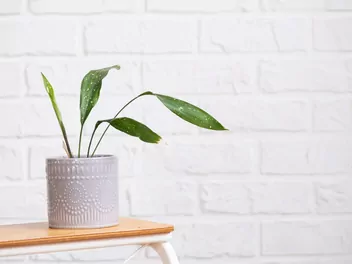 Ilustracja rośliny aspidistra wyniosła 'milky way'