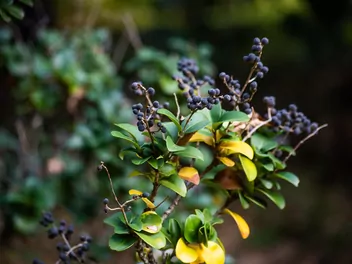 Ligustr japoński - zdjęcie 2