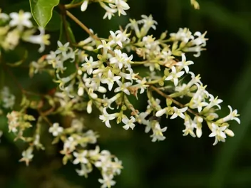 Ligustr japoński - zdjęcie 3