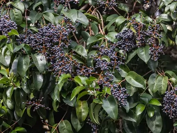 Ligustr japoński - zdjęcie 4