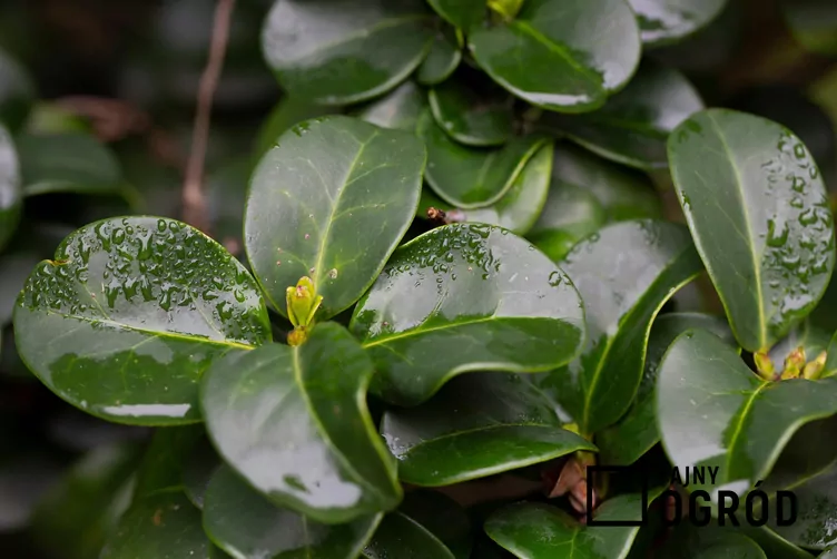 Ligustr japoński - zdjęcie 5