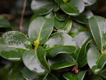 Ligustr japoński - zdjęcie 5