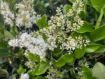 Ilustracja rośliny ligustr japoński