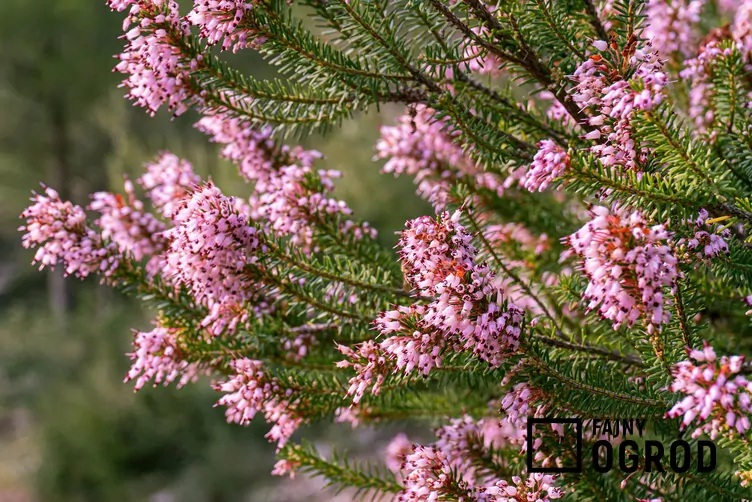 Wrzosiec rozpierzchły