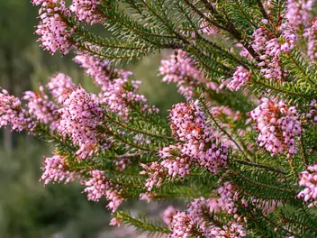 Ilustracja rośliny wrzosiec rozpierzchły
