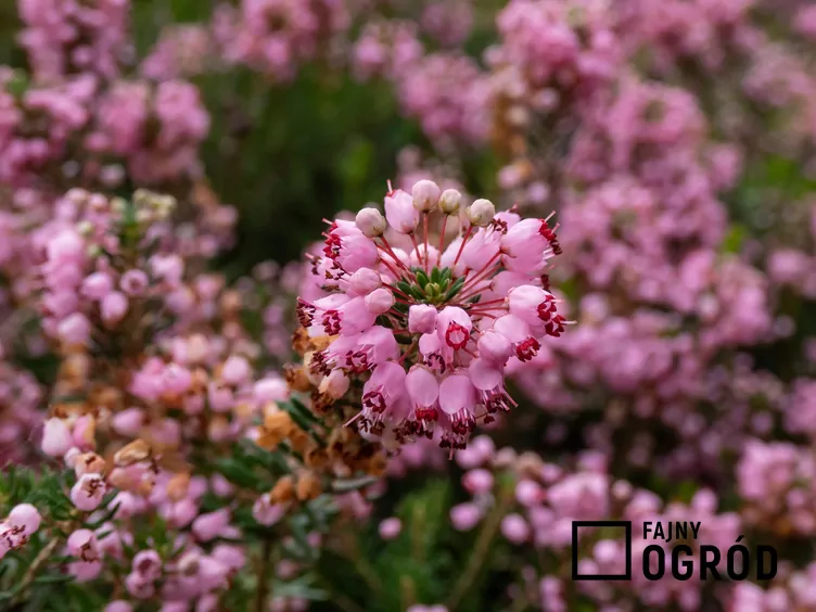 Wrzosiec kornwalijski