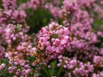 Wrzosiec rozpierzchły - zdjęcie 2