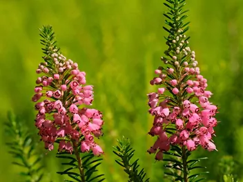 Wrzosiec rozpierzchły - zdjęcie 3