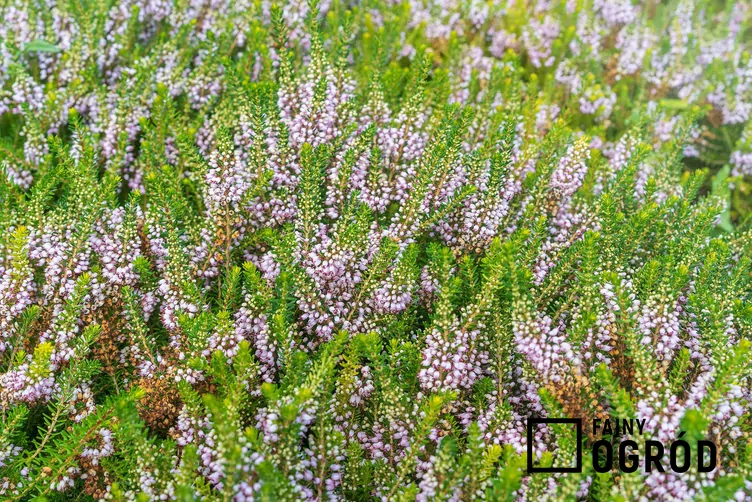 Wrzosiec rozpierzchły