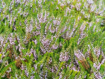 Wrzosiec rozpierzchły - zdjęcie 4