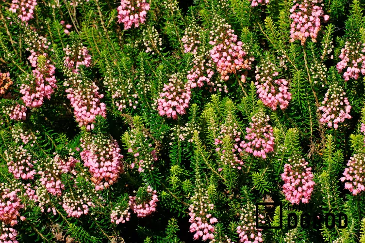 Wrzosiec rozpierzchły - zdjęcie 5