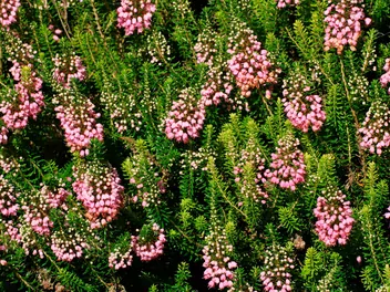 Wrzosiec rozpierzchły - zdjęcie 5