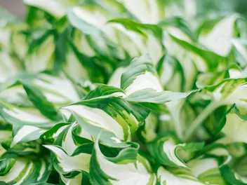 Funkia Fortune'a 'Fire and Ice' - zdjęcie 2