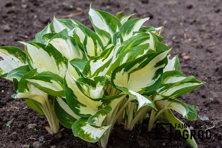 Funkia Fortune'a 'Fire and Ice'