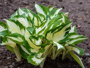 Funkia Fortune'a 'Fire and Ice' - zdjęcie 3